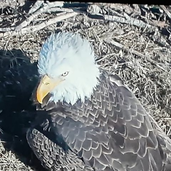 Meet your Posher, Carol - Picture 1 of 1